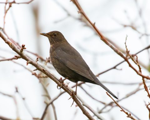 Vrouwelijke merel met bruin verenkleed op het gazon in een Nederlandse tuin