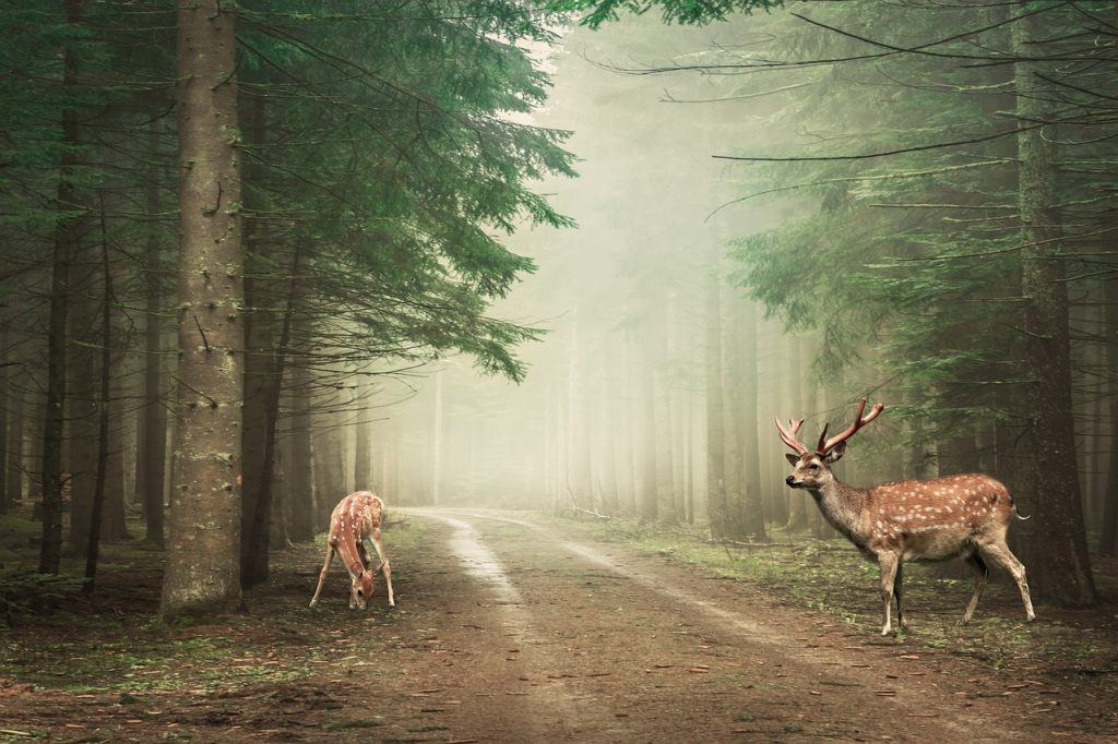 Een ree staat stil op een zandpad in een Nederlands bos omringd door herfstbladeren