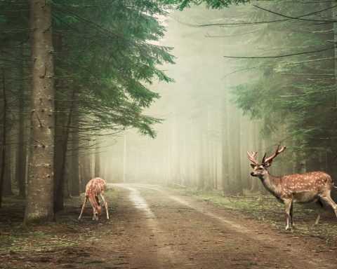 Een ree staat stil op een zandpad in een Nederlands bos omringd door herfstbladeren