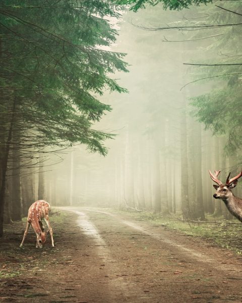 Een ree staat stil op een zandpad in een Nederlands bos omringd door herfstbladeren